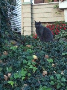 Enjoying a Yard