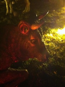 Horned Ox