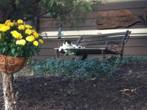 On a bench