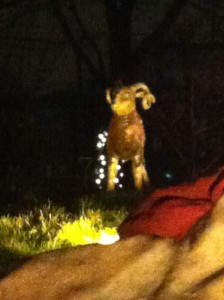 Ram on a Hill