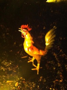 Rooster