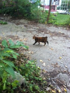 Sauntering